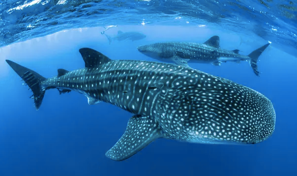 Whale breaching the ocean surface