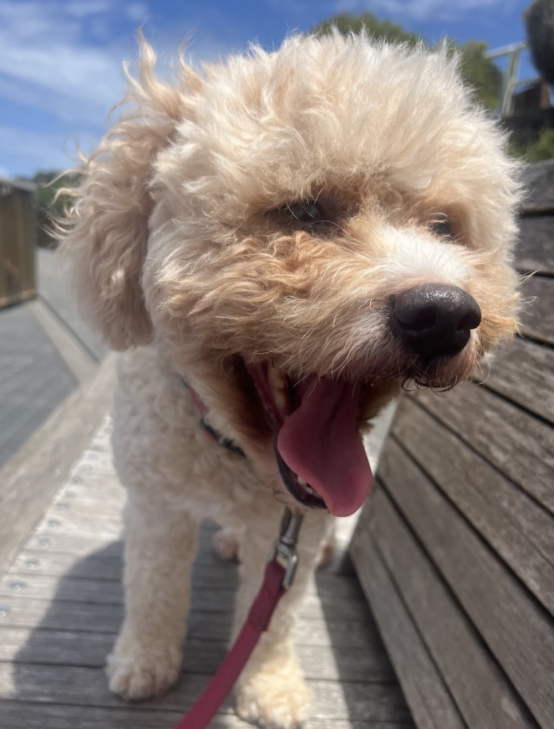 Honey the Cavoodle - Head of Happiness and Treats at Big Wave Digital