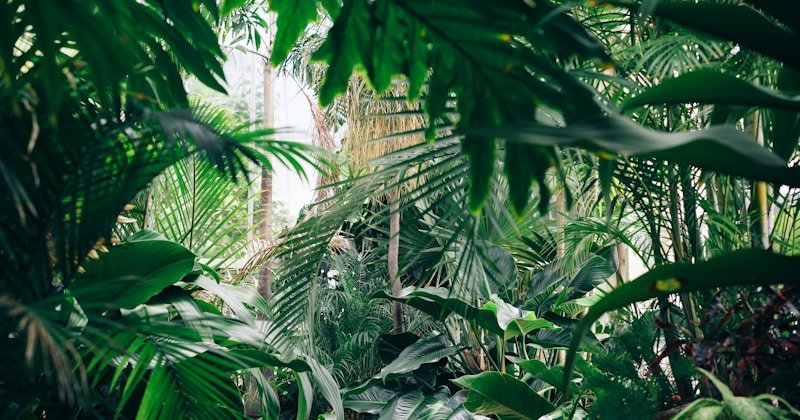 Thriving in a lush environment