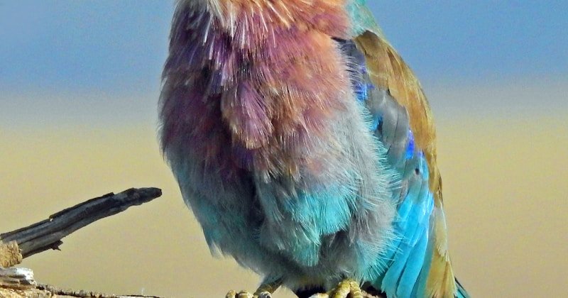 Multi-armed intelligence and adaptability