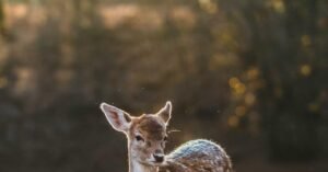 Senior FrontEnd Developer - Big Wave Digital Technology Recruitment Sydney