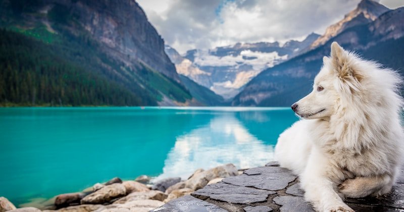 Leading the pack with confidence