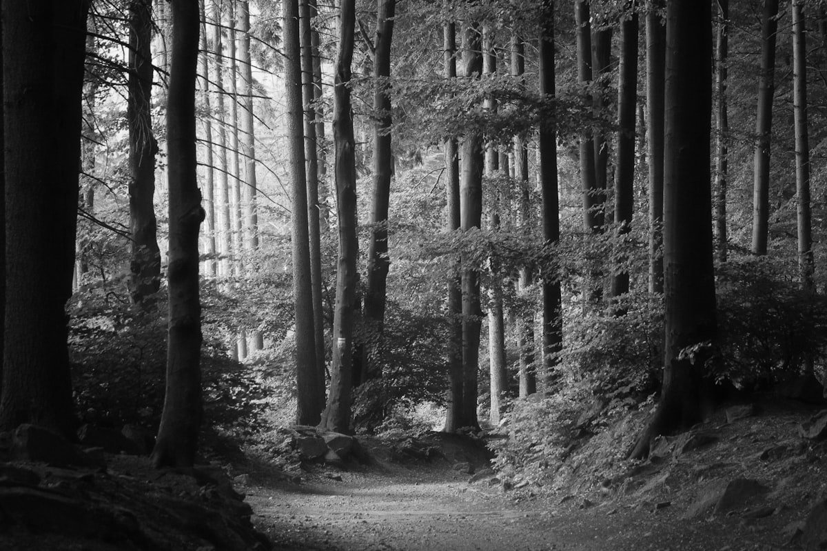 Forest of tall trees in black and white