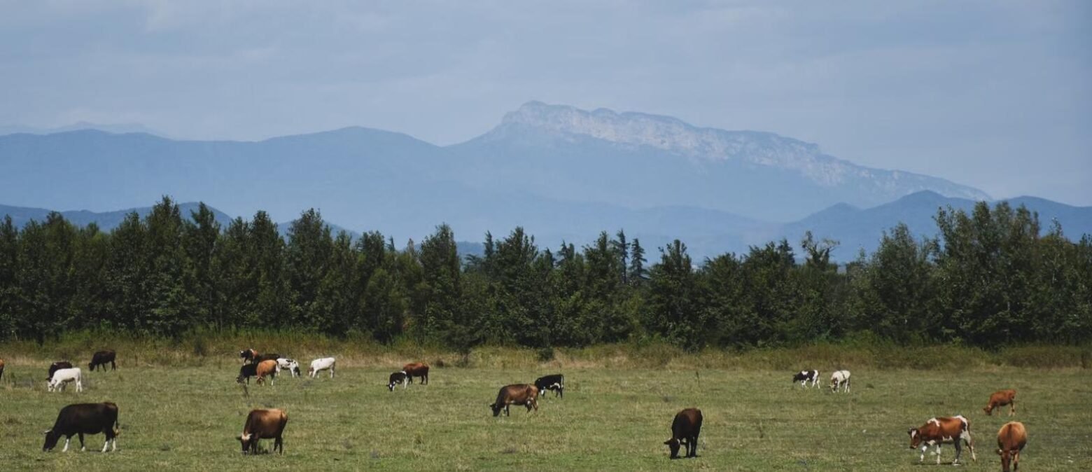 Cattle grazing in a paddock