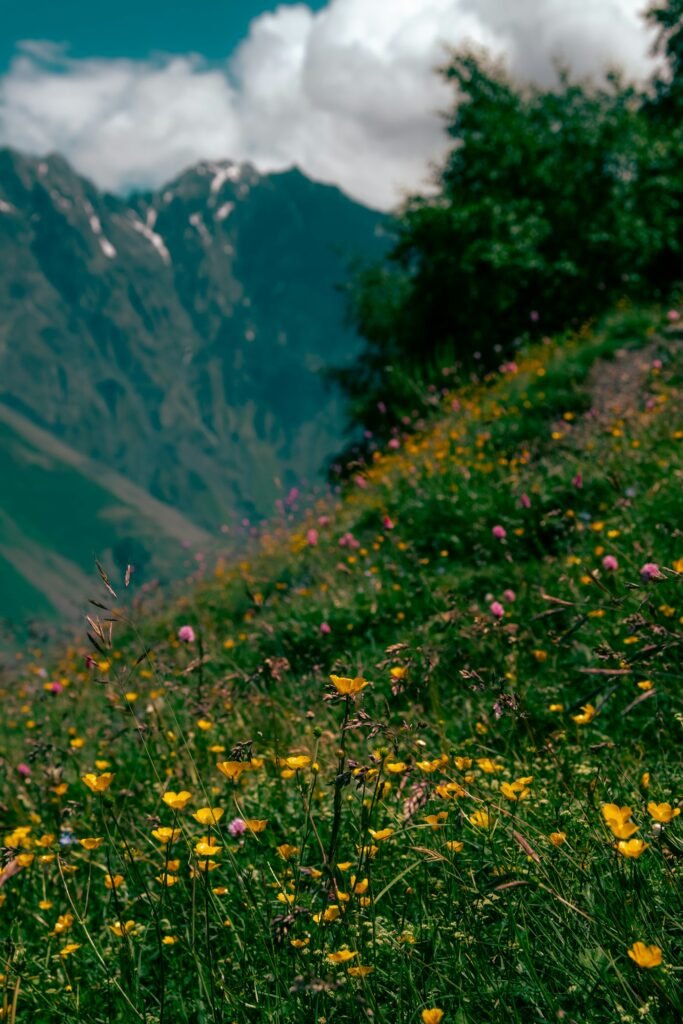 Bright wildflower meadow under a mountain range on a clear day