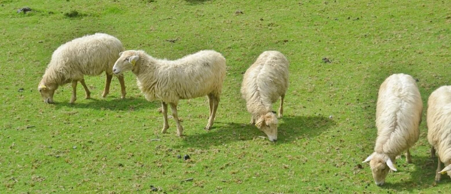 Sheep grazing in a paddock
